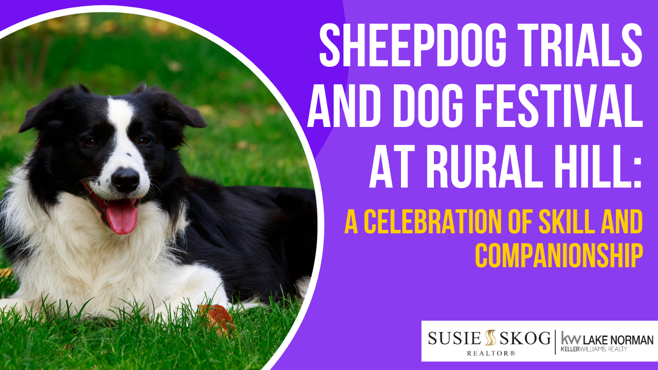 Sheepdog
