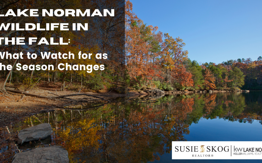 Lake Norman Wildlife in the Fall: What to Watch for as the Season Changes