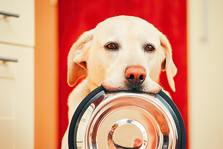 The Best Breeds for First-Time Homeowners
